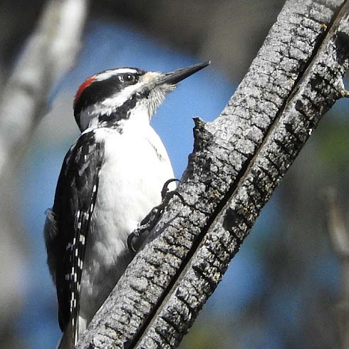 Nesting and Woodpeckers Workshop with Plumas Audubon - logo